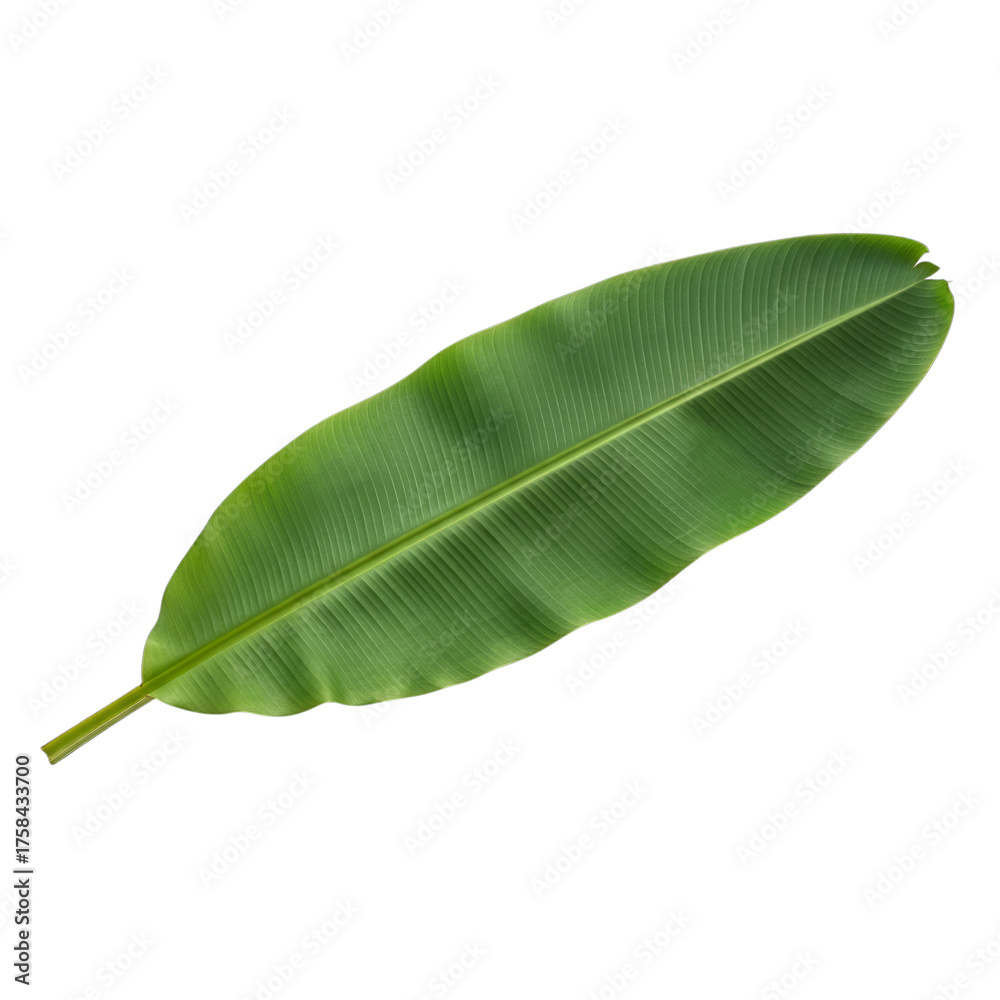 Fototapeta premium Green Banana Leaf with Veins isolated on a transparent background plant tropical