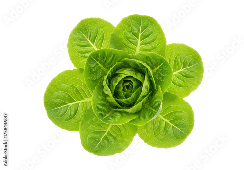 Tableau sur toile Isolated Butter lettuce rosette, crisp head leaves of romaine lettuce on neutral