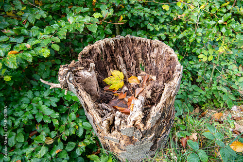 Herbstlaub