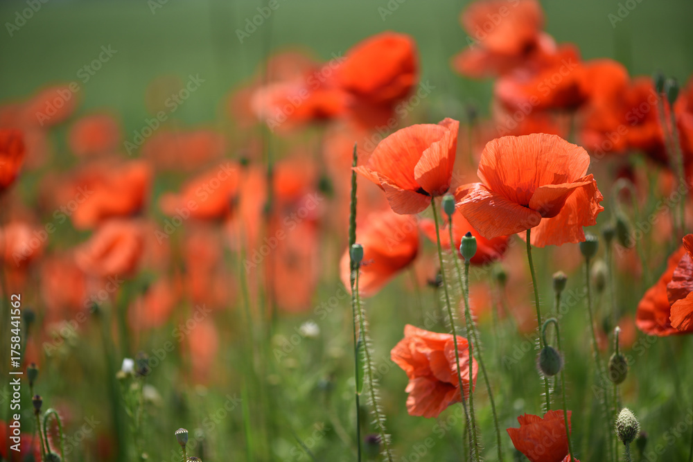 Obraz premium poppies. delicate petals of red poppies in the sun. background with poppy flowers. Beautiful red poppy wild flower and buds in the field. beauty in nature. close-up. spring season, summer time