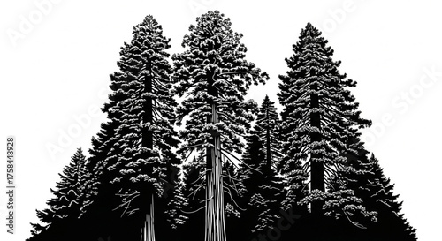Redwood trees silhouette. This image shows a black silhouette of towering redwood trees, also known as Sequoia sempervirens, with detailed branches and foliage. Vector clipart illustration desig