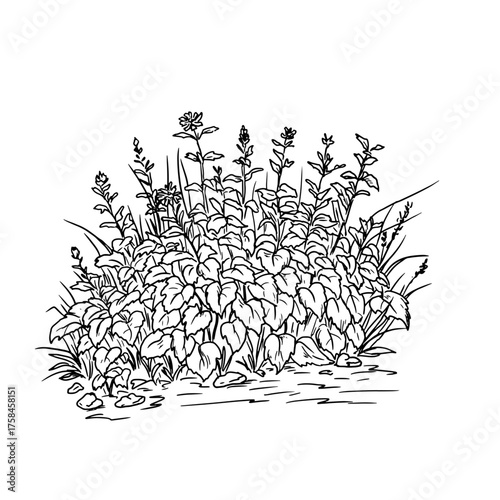 Lush bush with foliage, sketch. Vector illustration. Thickets of grass and wildflowers in the village, isolated on white background. For postcards, invitations, for printing on packaging and textiles