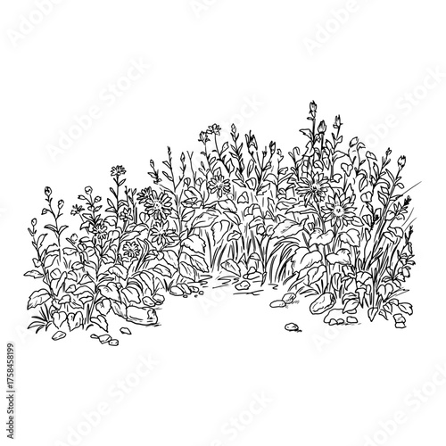 Thickets of grass and hedge of branches, leaves and flowers, sketch. Vector illustration. Lush garden bushes, isolated on white background. For postcards, invitations, for printing on packaging