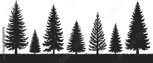 Black and white silhouette illustration of pine trees on natural landscape forest scene showing detailed evergreen woodland vector design