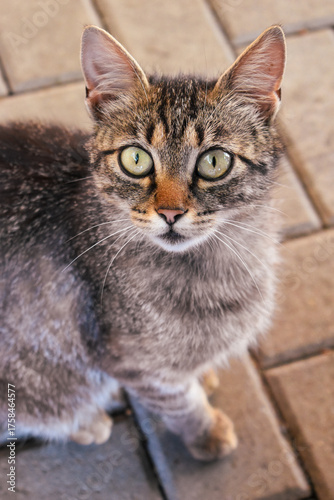 Close up of a cat from height looking into the camera