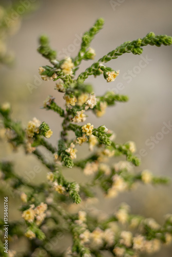  Hairy Thymelaea Branch with Flowers, Cyprus