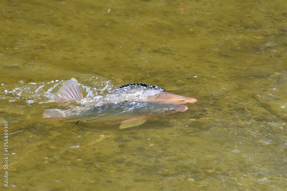 Obraz premium ティラピア