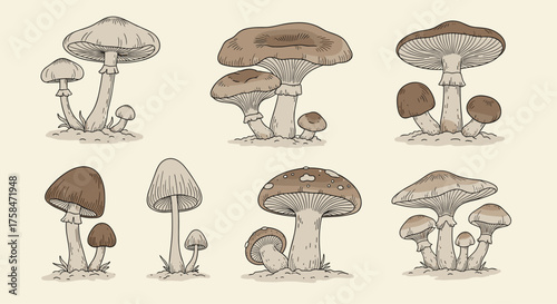 A collection of eight distinct mushroom illustrations with detailed caps and stems.