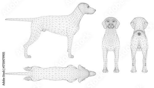 German Shorthaired Pointer wireframe composed of geometric shapes and lines, creating a realistic representation of the intelligent and loyal dog breed.