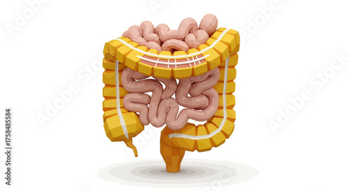 Anatomy of the human gut system with a detailed view of the colon and small intestine, isolated on a white background for healthcare concepts