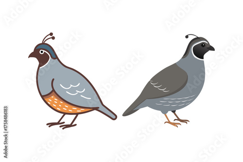 Two illustrated quails with distinctive head plumes standing side by side