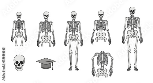 Human skeleton anatomy diagram with transparent background