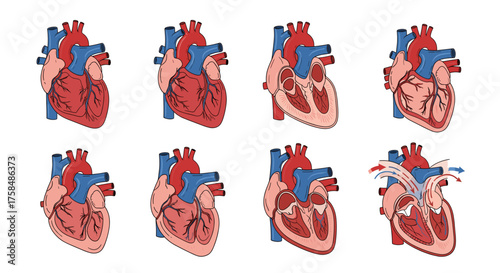 Human heart stages diagram showing blood flow