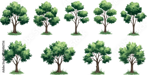 Collection of diverse green trees with full leaf canopies displayed against a for your design needs