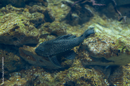 Canvas Print Chainmail catfish or Loricariaceae is a family of freshwater fish of the order Catfishidae