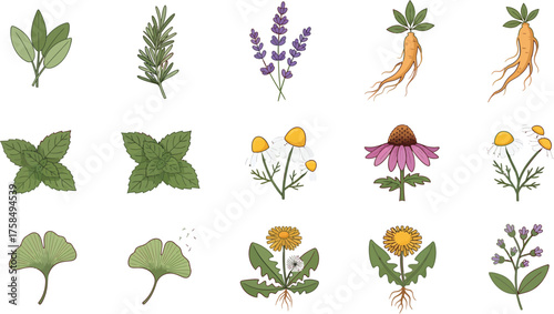 Herbal Remedies For Natural Wellness and Health