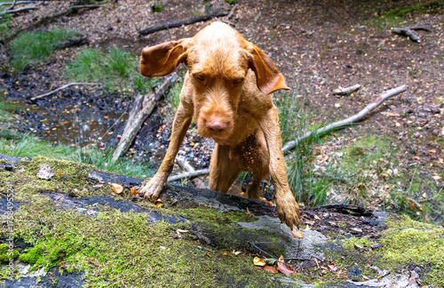 Vizsla in the forest