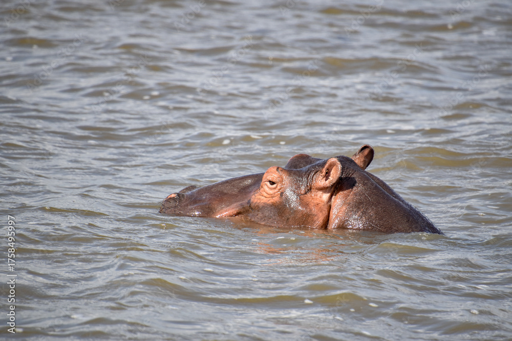 Fototapeta premium Hippopotamus bathing in the river near Saint Lucia in South Africa