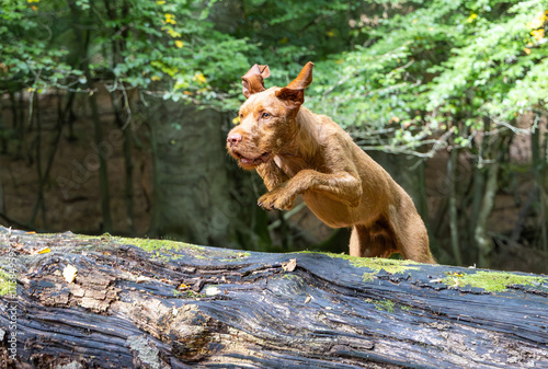 Vizsla in the forest