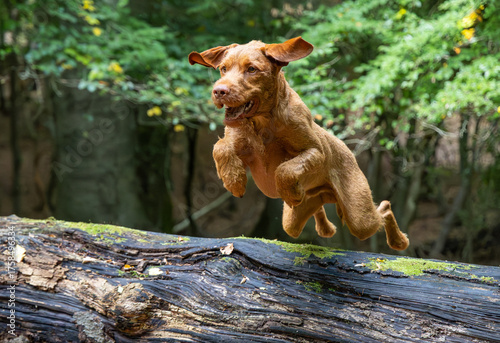 Vizsla in the forest