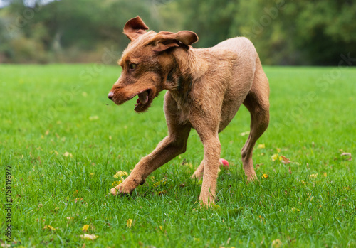 Vizsla in the forest