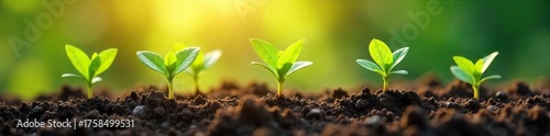Vibrant Seedlings Bursting Forth  Healthy Plants Thriving in Rich Soil, Symbolizing Growth and a Promising Future