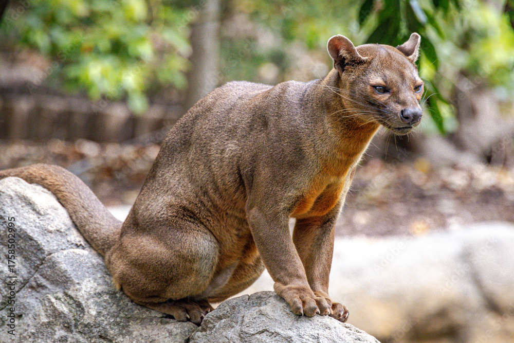 Obraz premium Fossa (Cryptoprocta ferox)