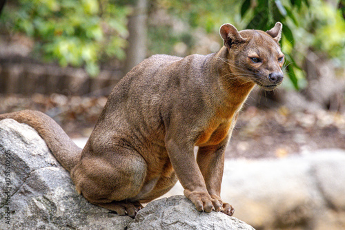 Photography Fossa (Cryptoprocta ferox)
