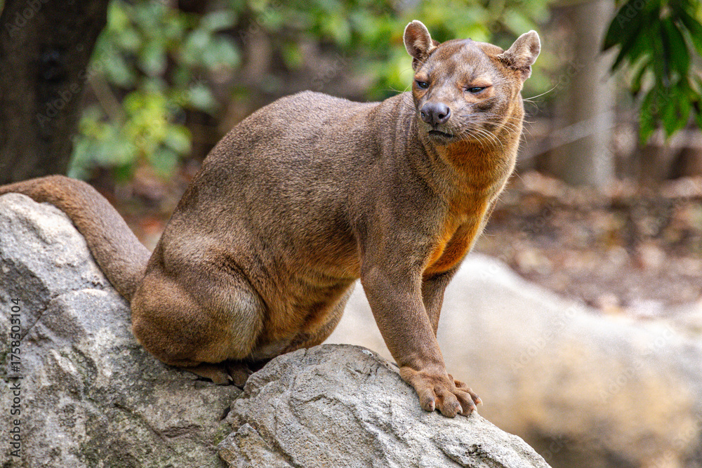 Fototapeta premium Fossa (Cryptoprocta ferox)