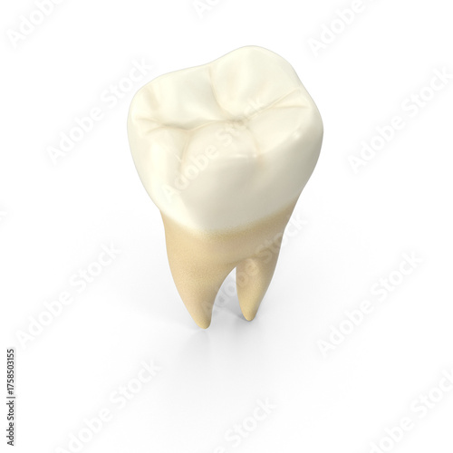 lower molar tooth , isolated PNG