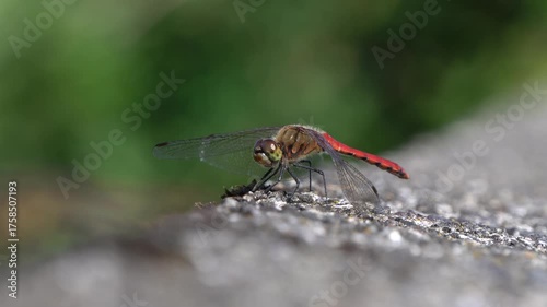 A red dragonfly perches on the stone wall, then takes flight.