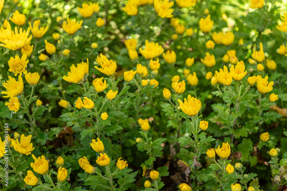 Obraz premium Yellow Chrysanthemums in Full Bloom