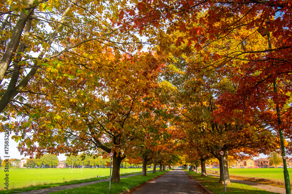 Naklejka premium Trees in autumn color on the Meadows Recreation Ground near the river Trent in Nottingham, UK.