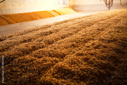 Fotografie Barley grain being malted