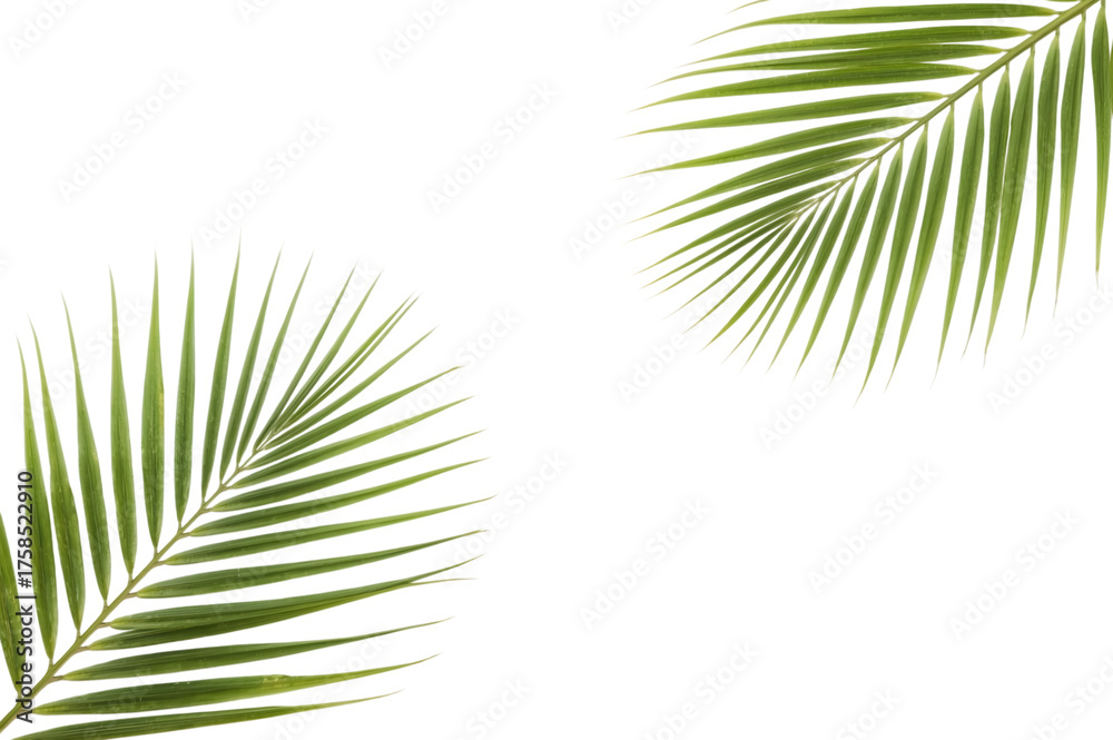 Obraz premium Tropical Leaves' Embrace: An artful arrangement of vibrant green palm leaves creates a refreshing and elegant ambiance, ideal for adding a touch of natural beauty to your project. 