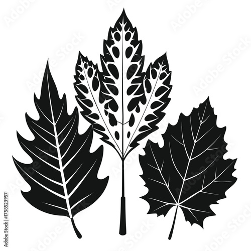 maple  oak  and birch leaf silhouettes  black bota.eps