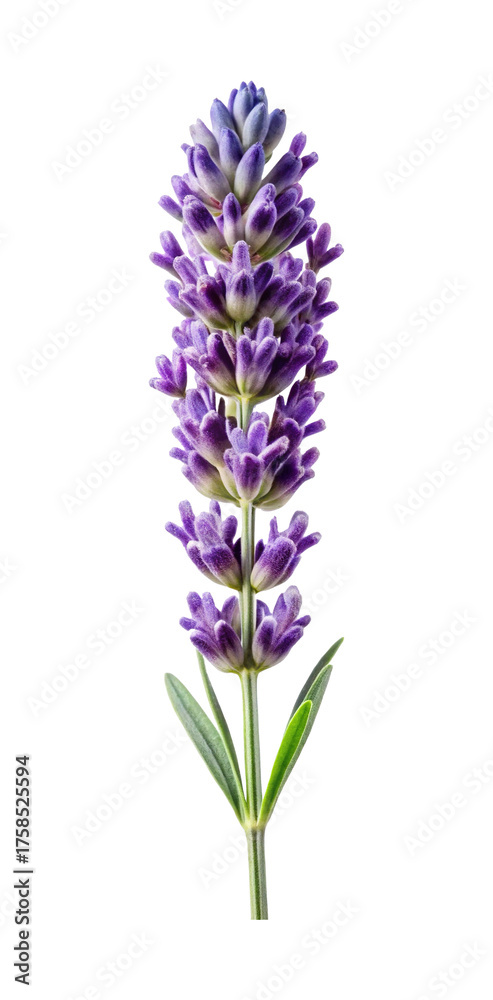 Obraz premium Close up of a beautiful lavender flower stem with a white background