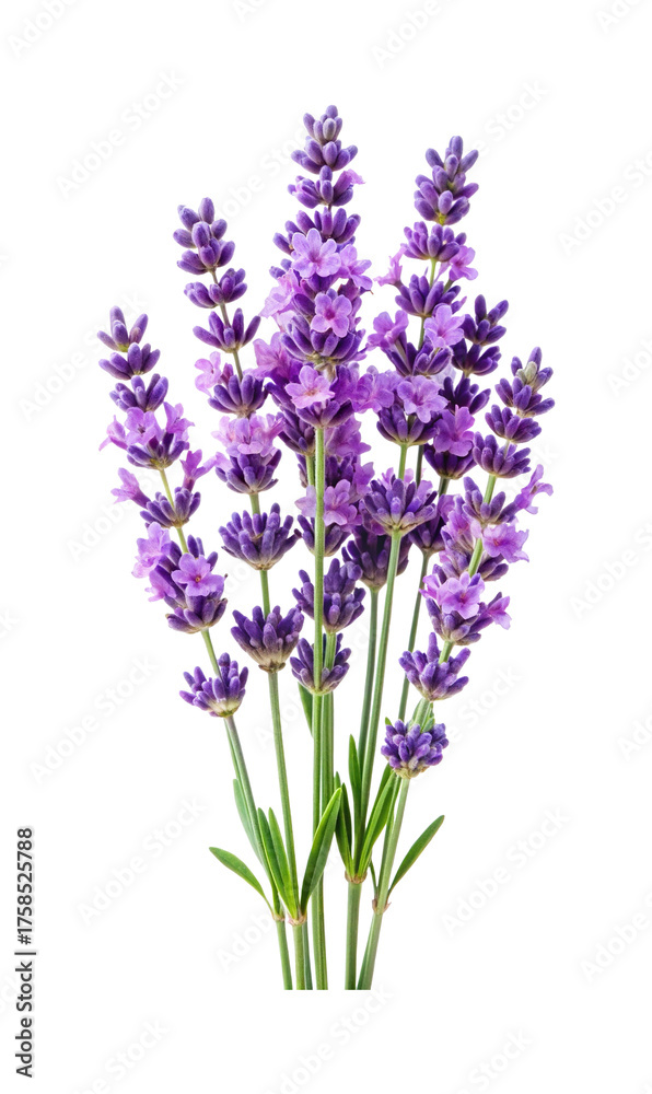 Obraz premium A Beautiful Bunch of Lavender Flowers on Transparent Background, Macro Photography