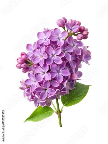 Close up of a beautiful and vibrant lilac flower on a white background