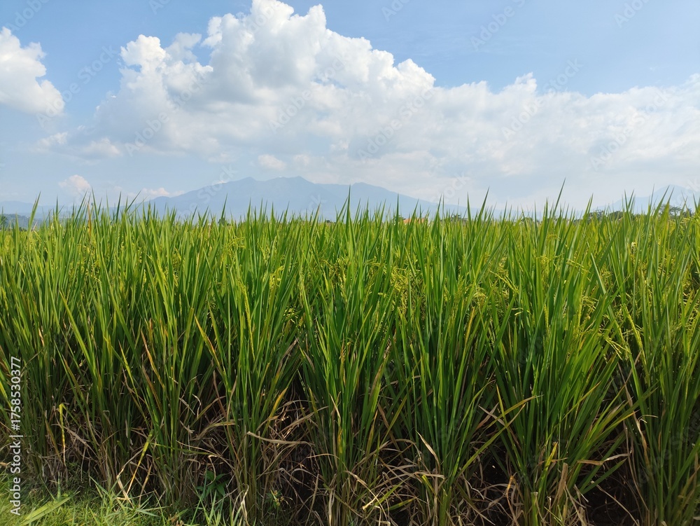 Obraz premium nature