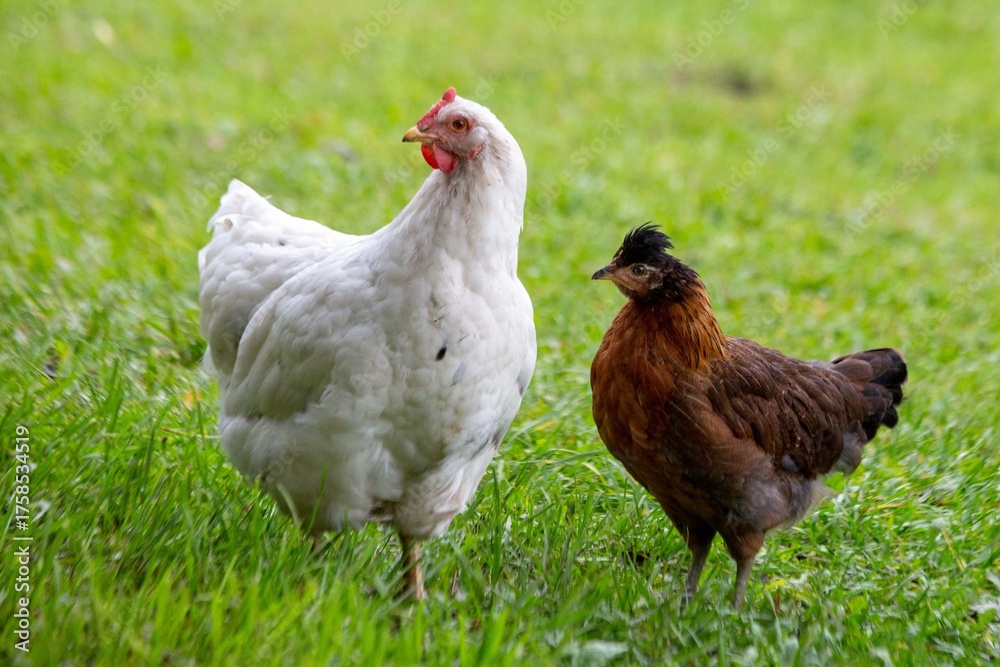 Fototapeta premium A hen and a young chick walk on the green grass in summer. Poultry farming. Veterinary science.