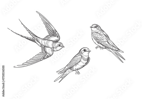 Swallow in flight and sitting on a branch. Vector graphics.