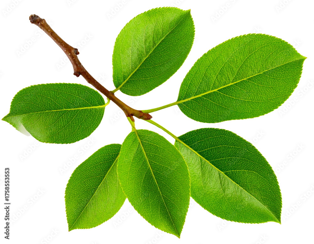 Fototapeta premium Single Pear Twig with Leaves, Top-Down View, Transparent Background