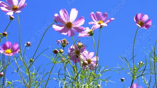 Beautiful flowers blooming in summer
여름에 피는 아름다운 꽃
