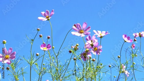 Beautiful flowers blooming in summer
여름에 피는 아름다운 꽃
