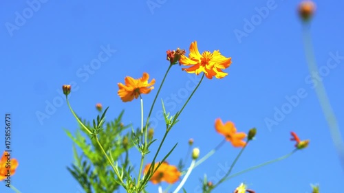 Beautiful flowers blooming in summer
여름에 피는 아름다운 꽃
