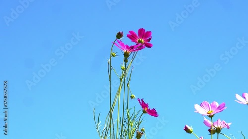 Beautiful flowers blooming in summer
여름에 피는 아름다운 꽃
