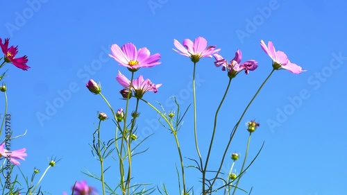 Beautiful flowers blooming in summer
여름에 피는 아름다운 꽃
