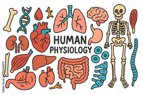 Colorful Human Physiology. Human Physiology. Colorful Hand-drawn doodle Children illustration Human Physiology heart, lungs, brain, stomach, kidneys, liver,