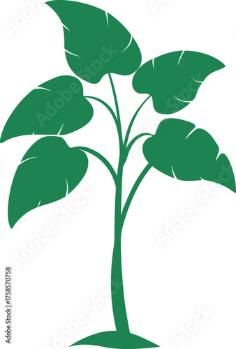 Taro Plant with Six Veined Leaves and Tall Stem Green Line Illustration